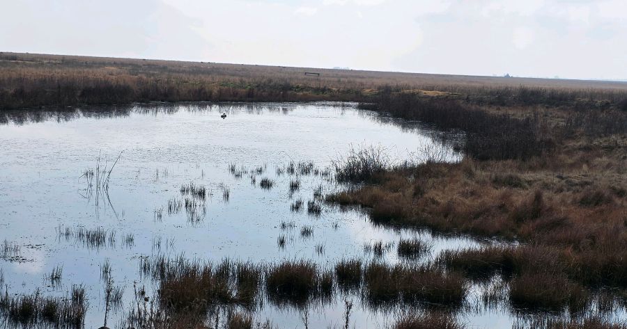 Comprehensive Wetland Delineation Study